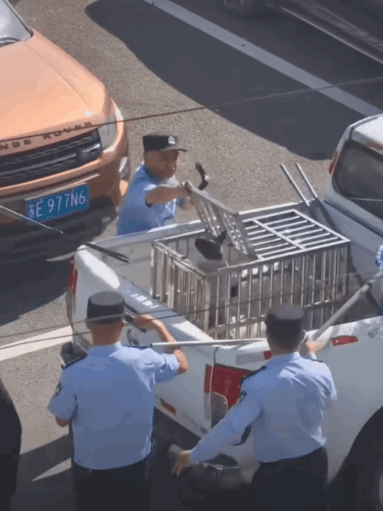 苏州最近干了件让不少人拍手称快的事：街上没拴绳的狗，直接当野狗收走，执法全程录像