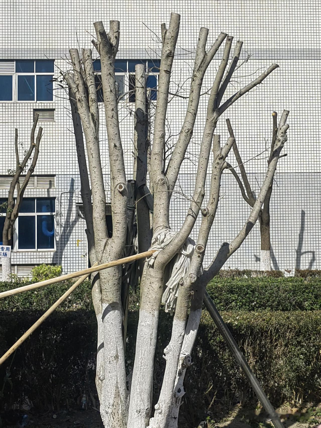 冬天的树木，没有了一片叶子，只剩枝干，待到明年春天，又开始长出新芽，开始新的生命