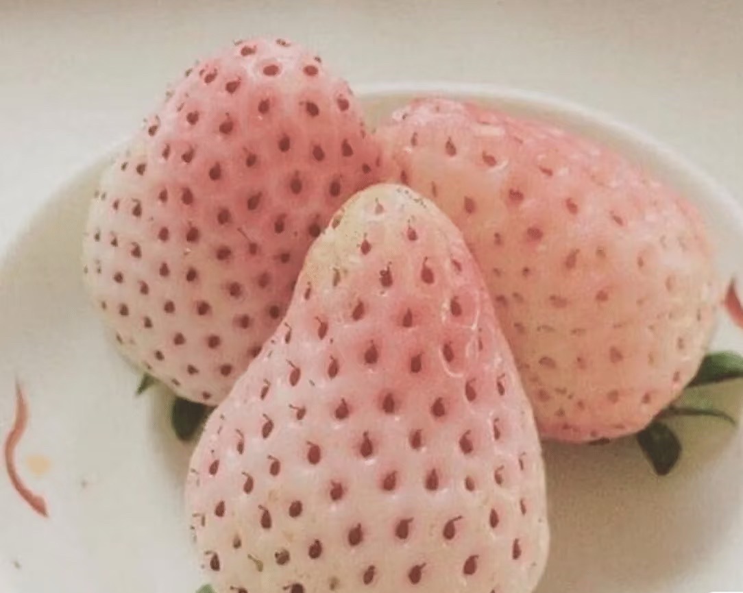 🍓菠萝莓一种外形酷似白草莓，但味道与菠萝相似的草莓品种。果实奶白色，籽为红色