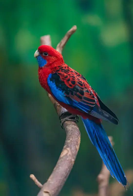 男子养4只鹦鹉3只死亡后全家倒下家人们刷到这条新闻真的吓出冷汗！安徽周先生给孩