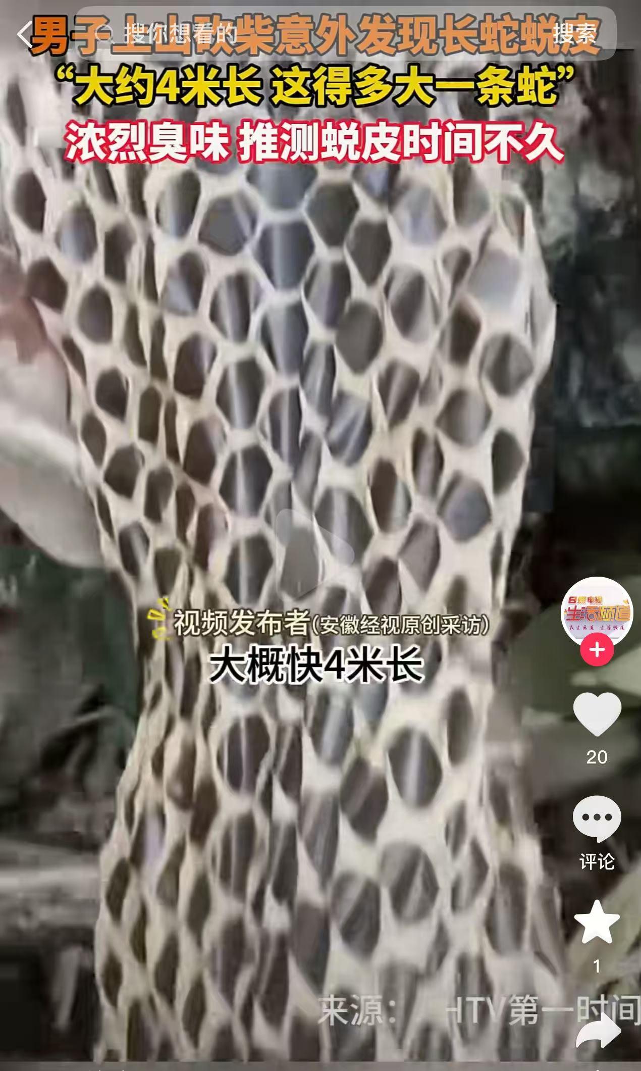 “活久见！”近日，广西河池，一男子上山砍柴时，突然闻到周围有一股恶臭味，他仔细寻