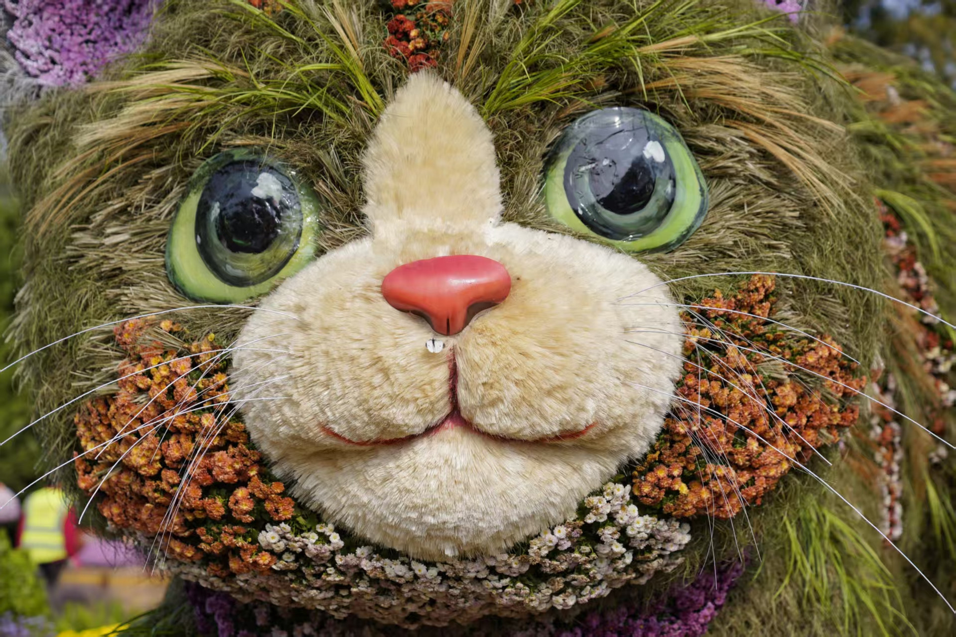 植物萌猫、广式大立菊, 北京市菊花展亮相北海公园