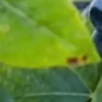 0000蓝莓种植:1.土壤；蓝莓喜欢酸性土壤，pH值应在4.0到5.5之间。可以