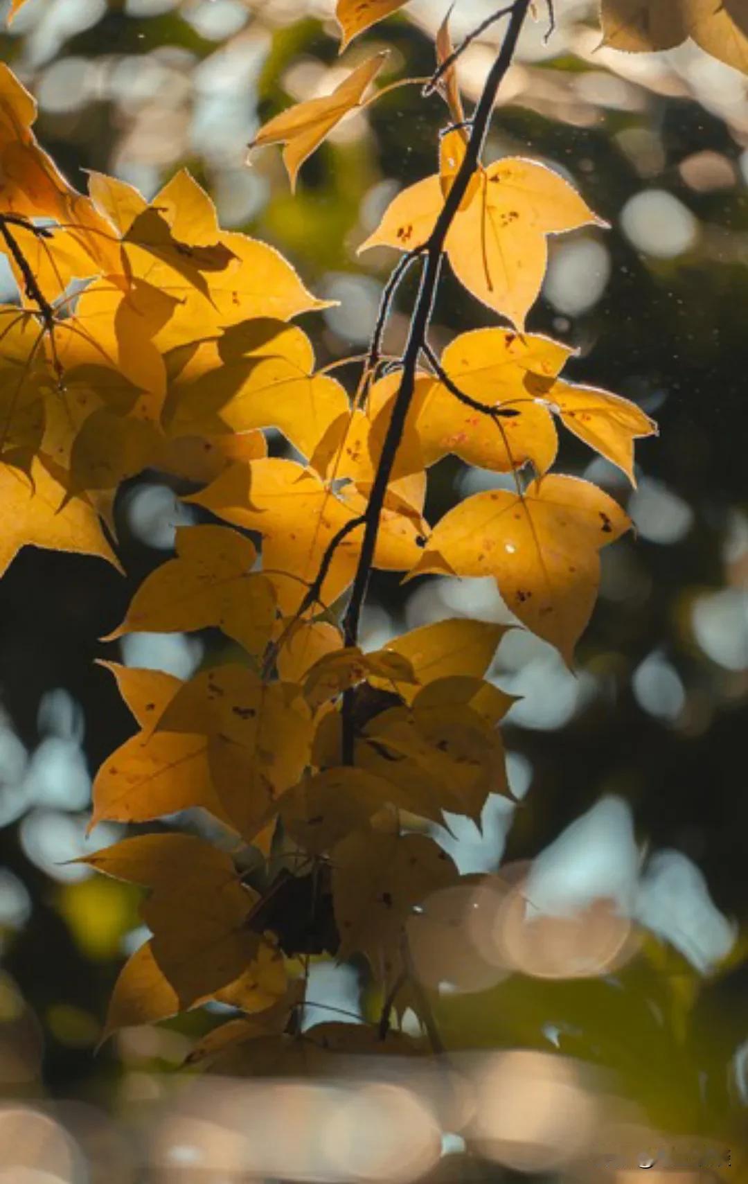 做到以下几点，不被任何人拿捏你!1、不要主动帮助任何人。帮你是情分，不帮