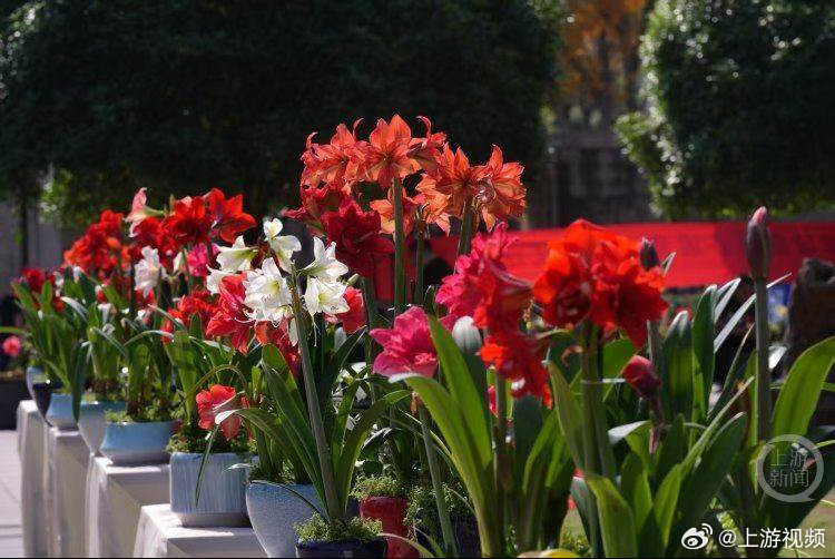 #150余种朱顶红亮相重庆动物园#【山城春日“注定红”！150余种朱顶红亮相重庆