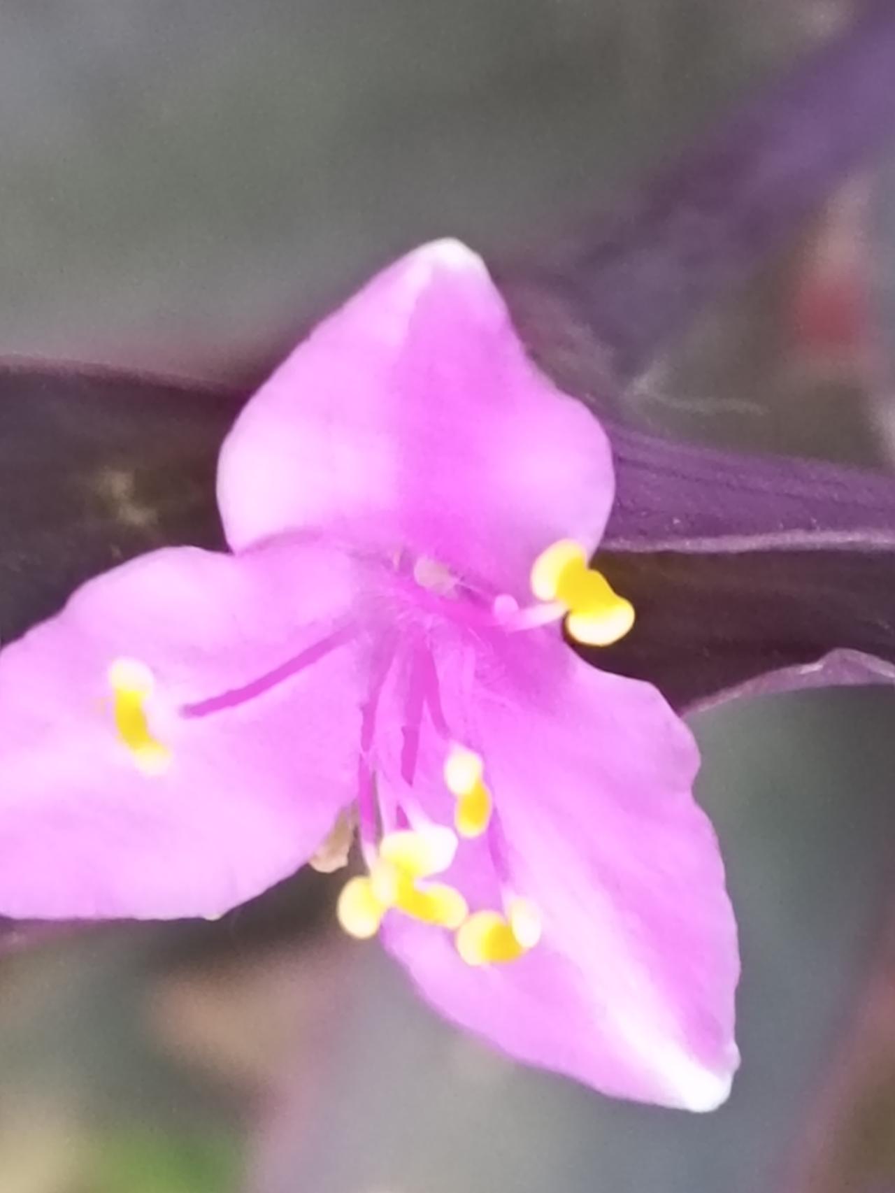 晒一晒相册里的花种在门口花盆里的紫竹梅开花了，虽然不想香，但看起来非常的漂亮，花