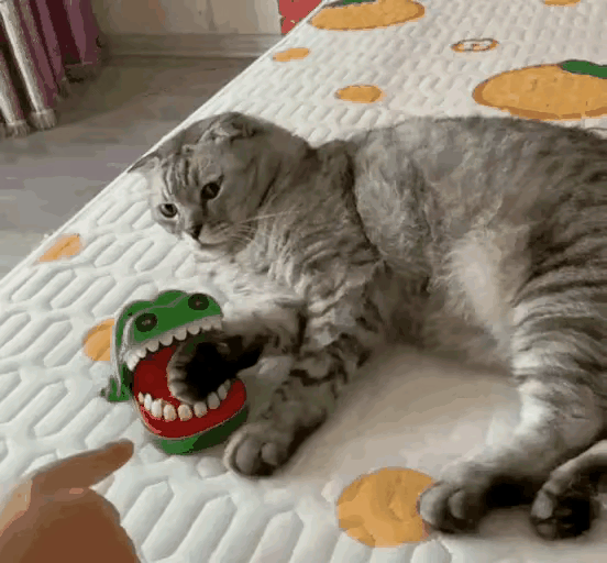 猫:和我比反应能力是吧[狗头]