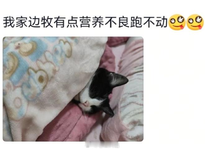 冬天的养狗人vs养猫人