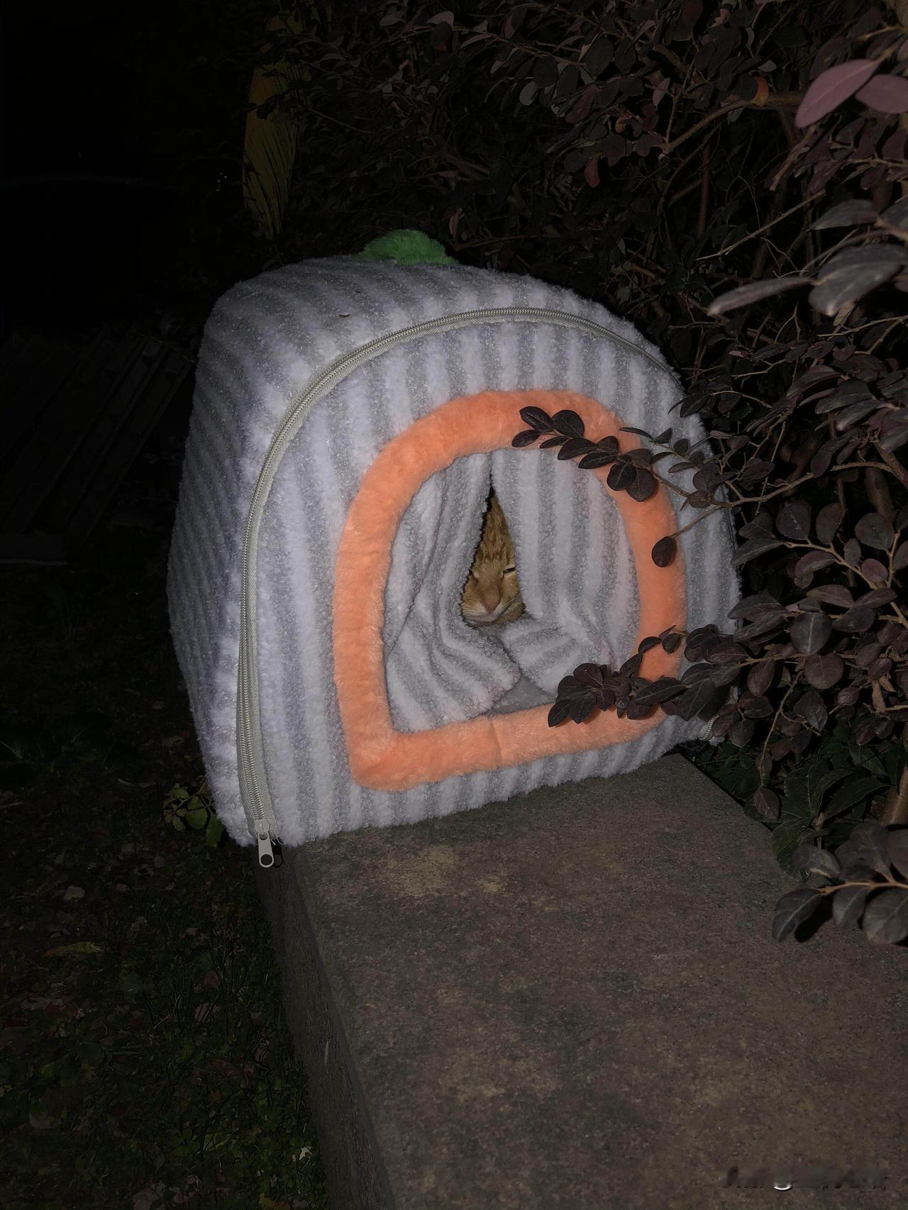 冬日暖心的一幕！业主们给流浪猫搭起各种爱心窝[比心]冬天一到，流浪猫太难熬了