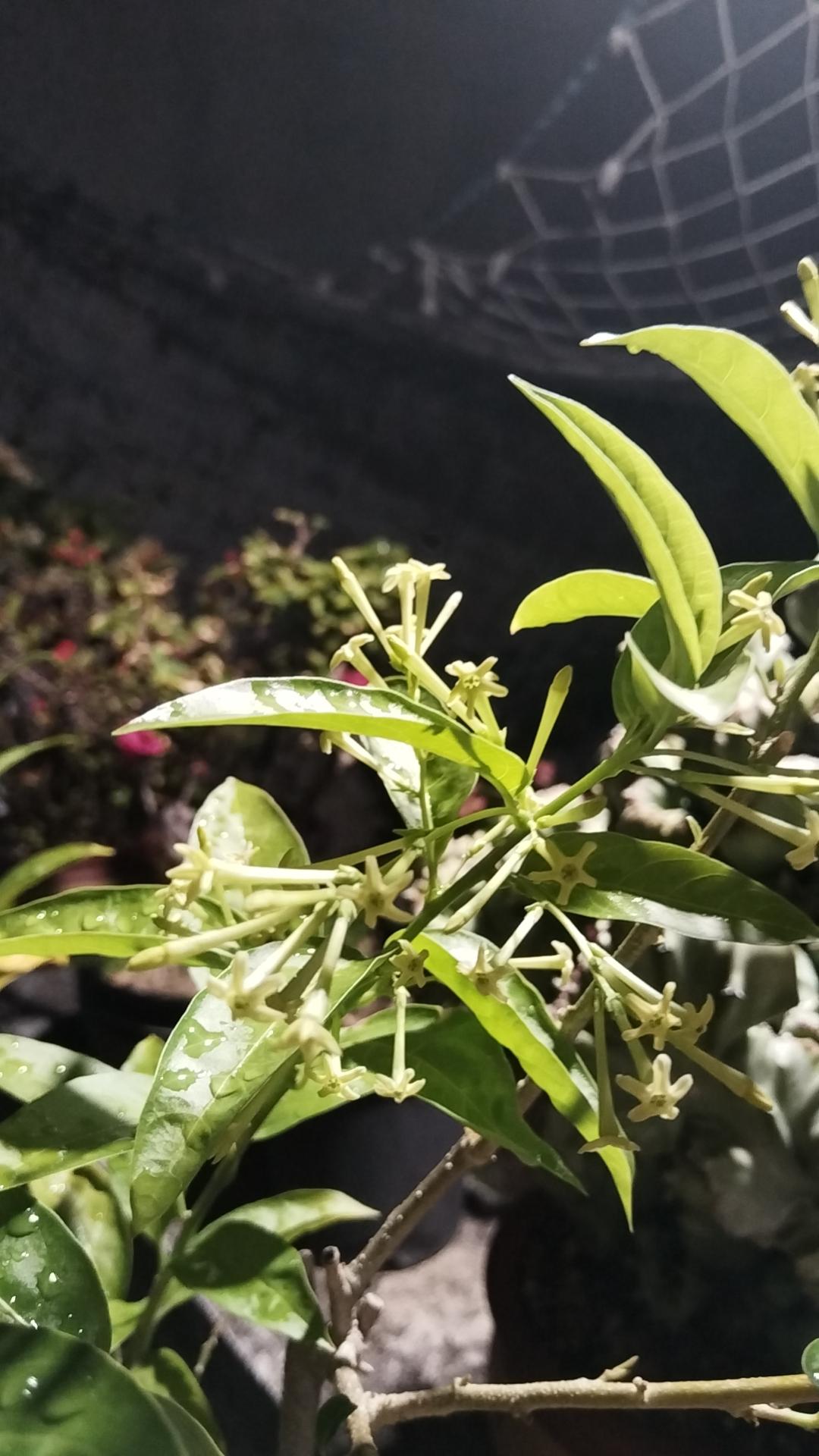 我现在真的不敢确定我这盆是不是夜来香，夏天开了秋天也开，现在是冬天了啊！又开[呲