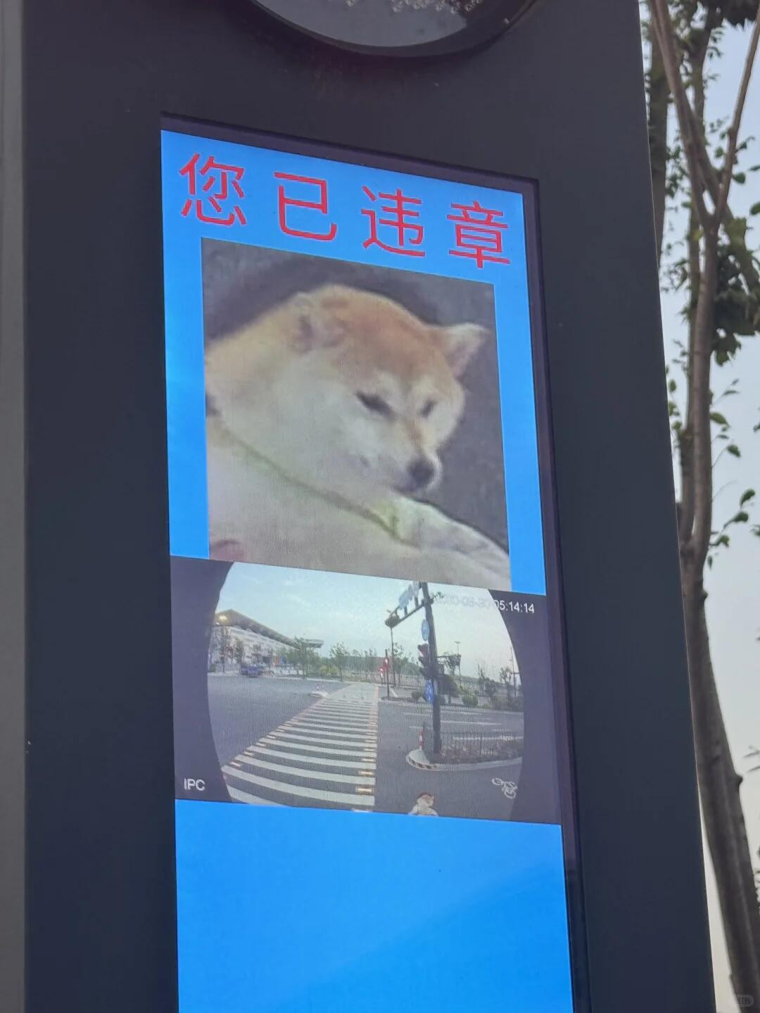 小狗违章了该怎么处理，可以报警犬处理吗？​​​