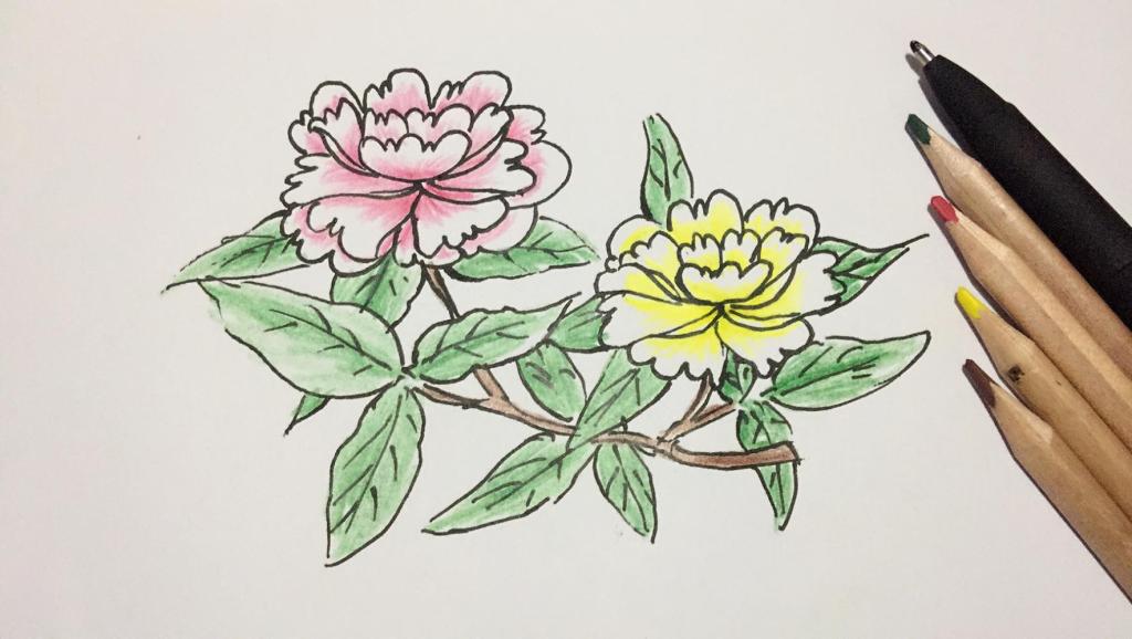 牡丹花鸟简笔画内容图片展示