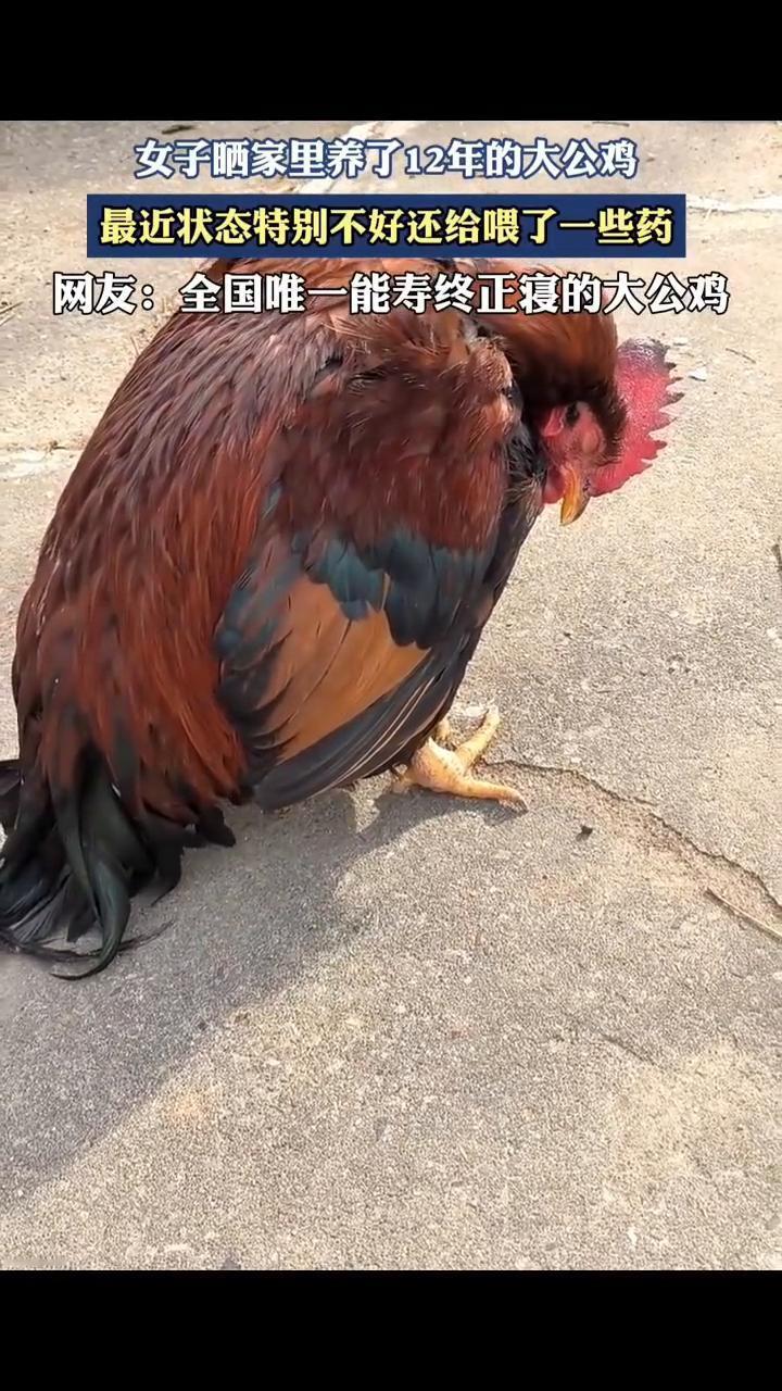 女子晒家里养了12年的大公鸡，最近状态特别不好，还给喂了一些药。网友：全国唯一能
