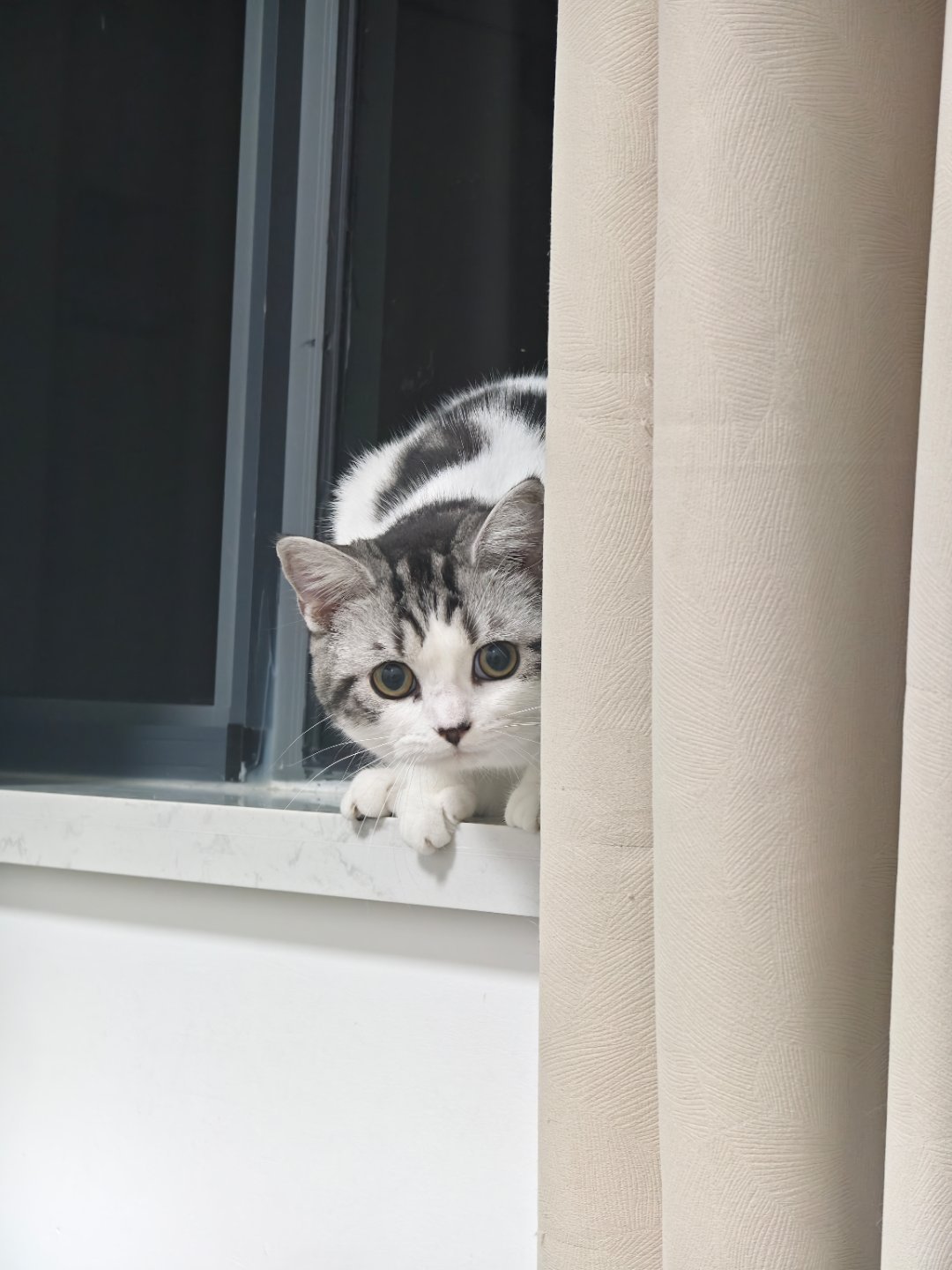猥琐猪咪
