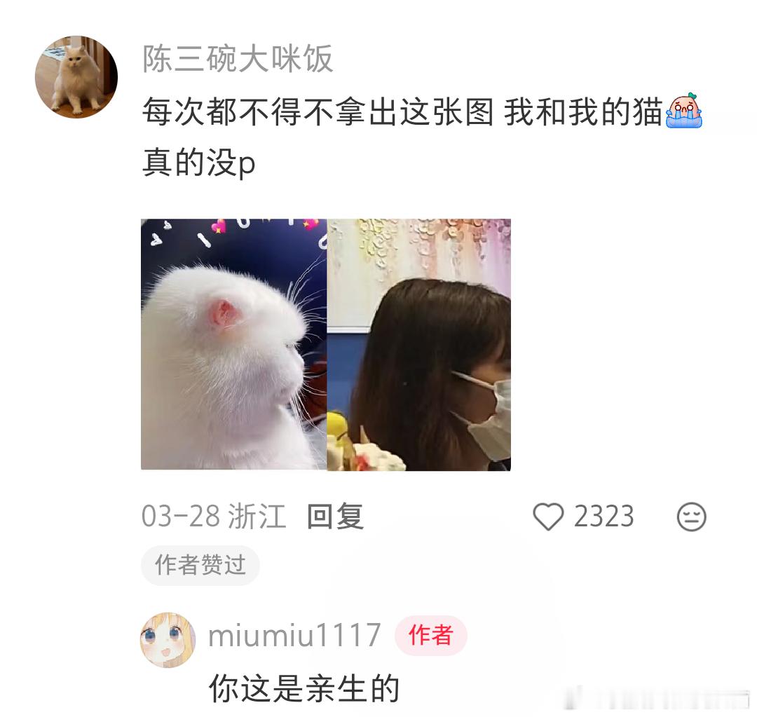 原来猫咪也有平头