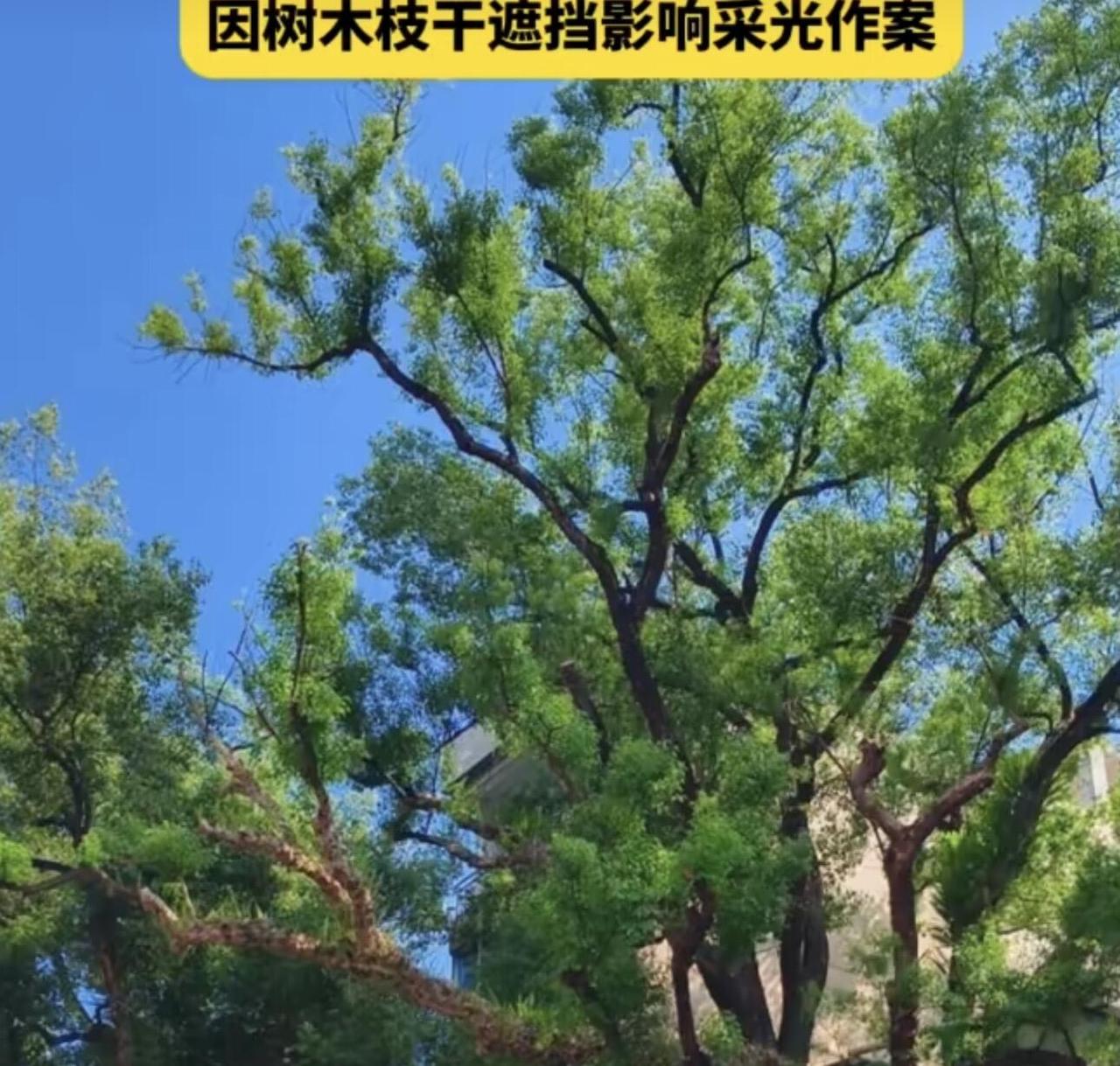 广西贺州有棵活了220年的古樟树，就因为它枝叶挡了旁边一户人家的采光，居然被人偷