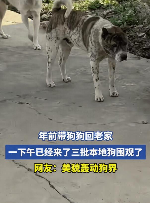 “笑不活了！”安徽，一女子带狗狗回老家过年，不料，因狗狗长得太漂亮导致村里其他狗