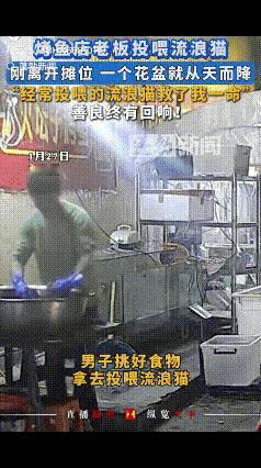 “你的善良，真的能救你的命！”贵州一烤鱼店老板正在门口杀鱼，看见流浪猫过来，就随