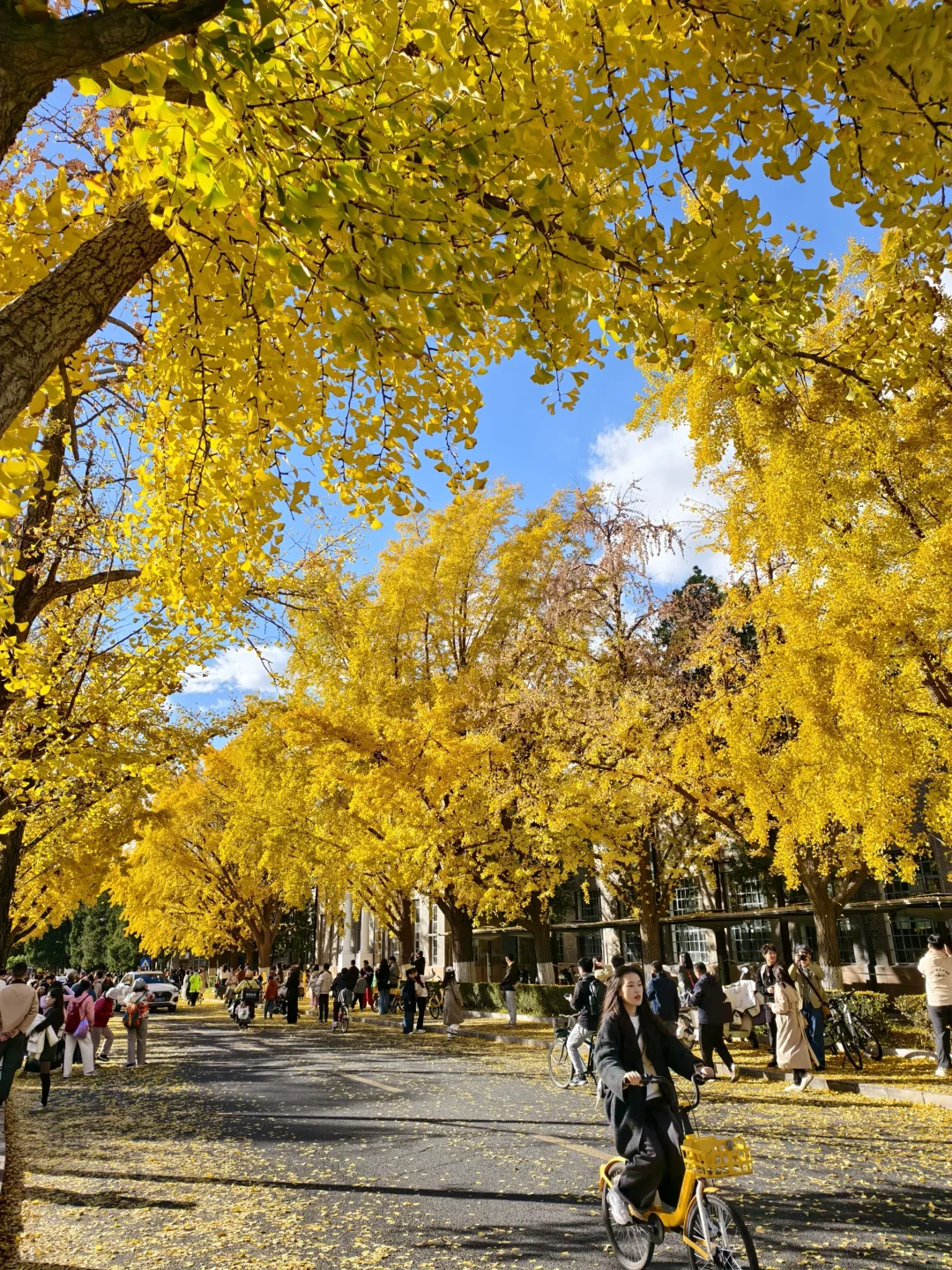 北京上学太幸福！一起看评论区各高校秋景吧