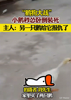 笑不活了！天津，女子家买来了两只鹅，其中一只鹅特别怂，另一只鹅特别横。家中的狗狗