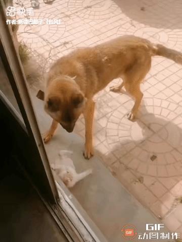 一只黄狗饭后闲得无聊，便跑过来逗小橘猫玩。小猫咪吓得大声叫唤起来，橘猫妈妈嗖的一