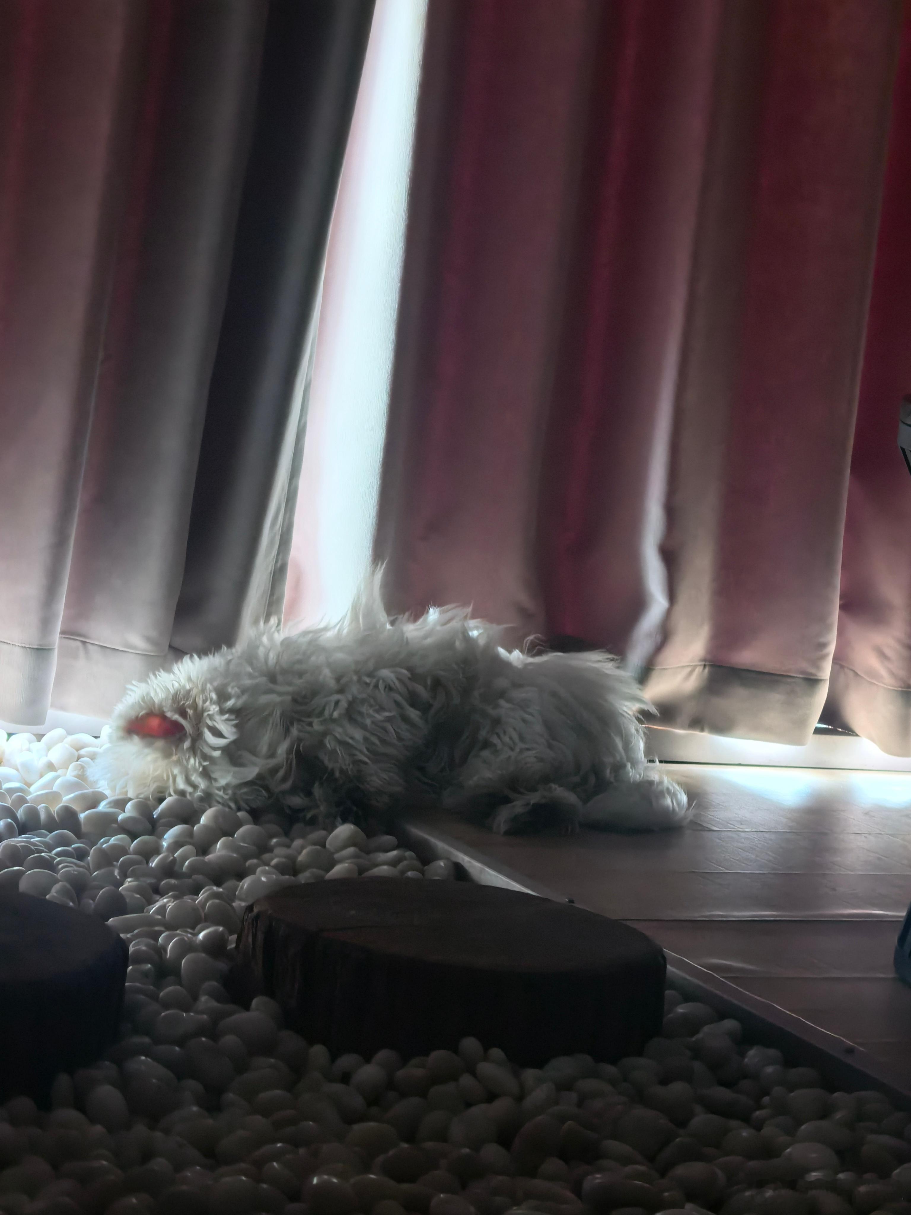 早啊☀️当你睡醒了发现小狗睡在窗边虽然像一团烂拖把但还是觉得很幸福🥰​​​