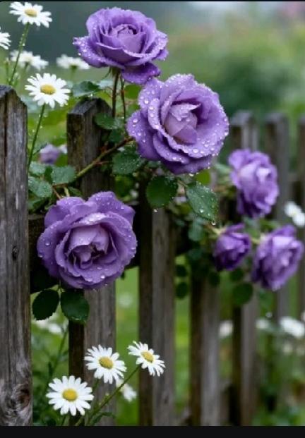 健康吃鸡蛋可有不少门道。鸡蛋营养丰富,一个约含7克蛋白质,还富含维生素A、D、K