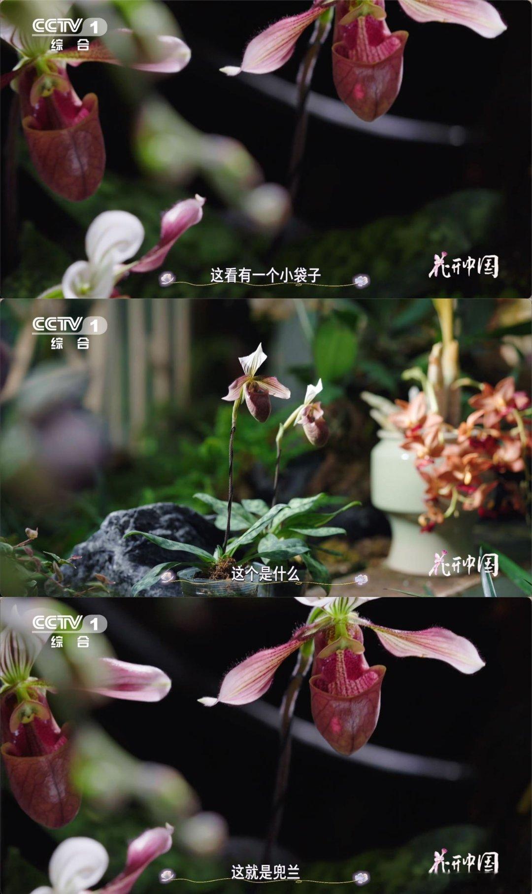 居然还有兰花长得像拖鞋原来花也很狡猾紫纹兜兰看着就像小拖鞋，授粉方式和普通兰花