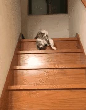 你们想看看猫喝醉了啥样吗？今天你有眼福了！