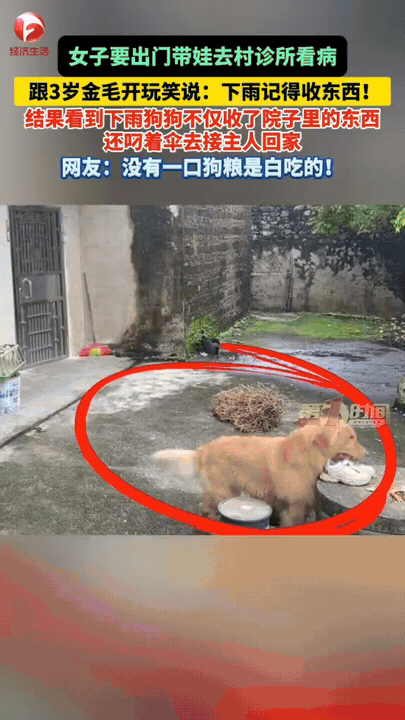 女子准备带着孩子前往村诊所看病，出门前和家里3岁金毛开玩笑叮嘱：要是下雨，记得把
