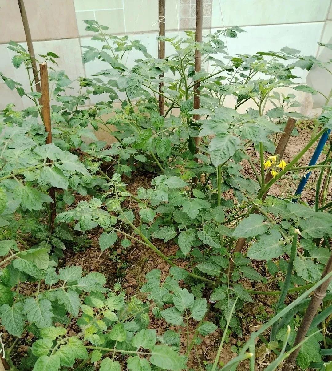 说真的，我挺佩服我大姨的，一个快70岁的老人，整天也不闲着，打一份工，一大早起