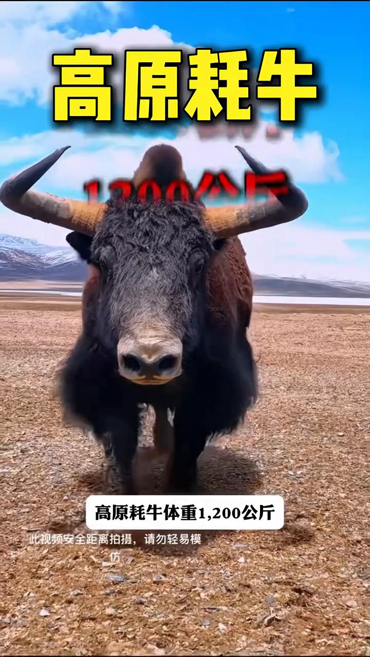 北美野牛和高原耗牛要是打一架谁能赢？很多人觉得体型差不多，应该五五开，但你猜怎么