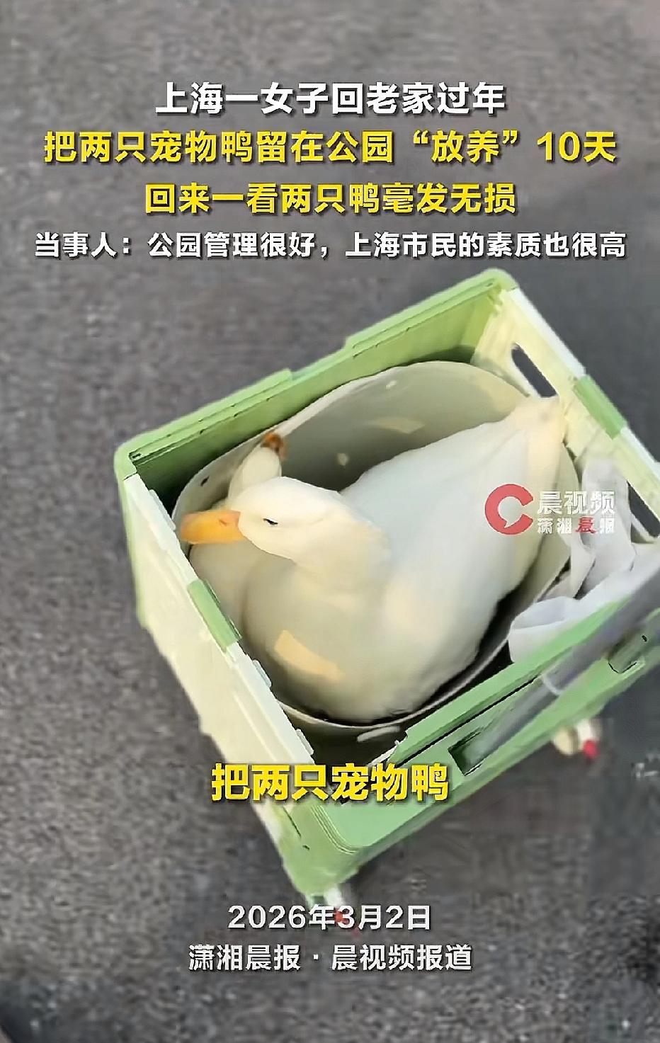 上海，女子要回老家过年，她的两只宠物鸭带不上车，女子想到了一个办法，她将宠物鸭放