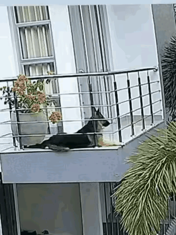 一只德国牧羊犬正在主人家二楼阳台晒太阳，就是睡太久伸了一个懒腰，后腿就从阳台上滑