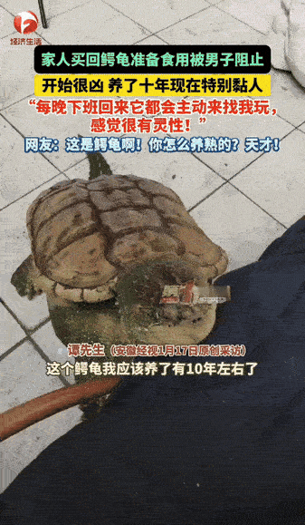 30斤鳄龟开灯就从阳台水箱爬出，直奔主人脚边撒娇——它曾是见人就咬的凶兽。佛