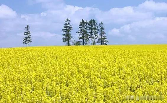 一举两得，既为旅游者观光者创造景观，又是农民兄弟半季的土地收入。第一幅照片种的