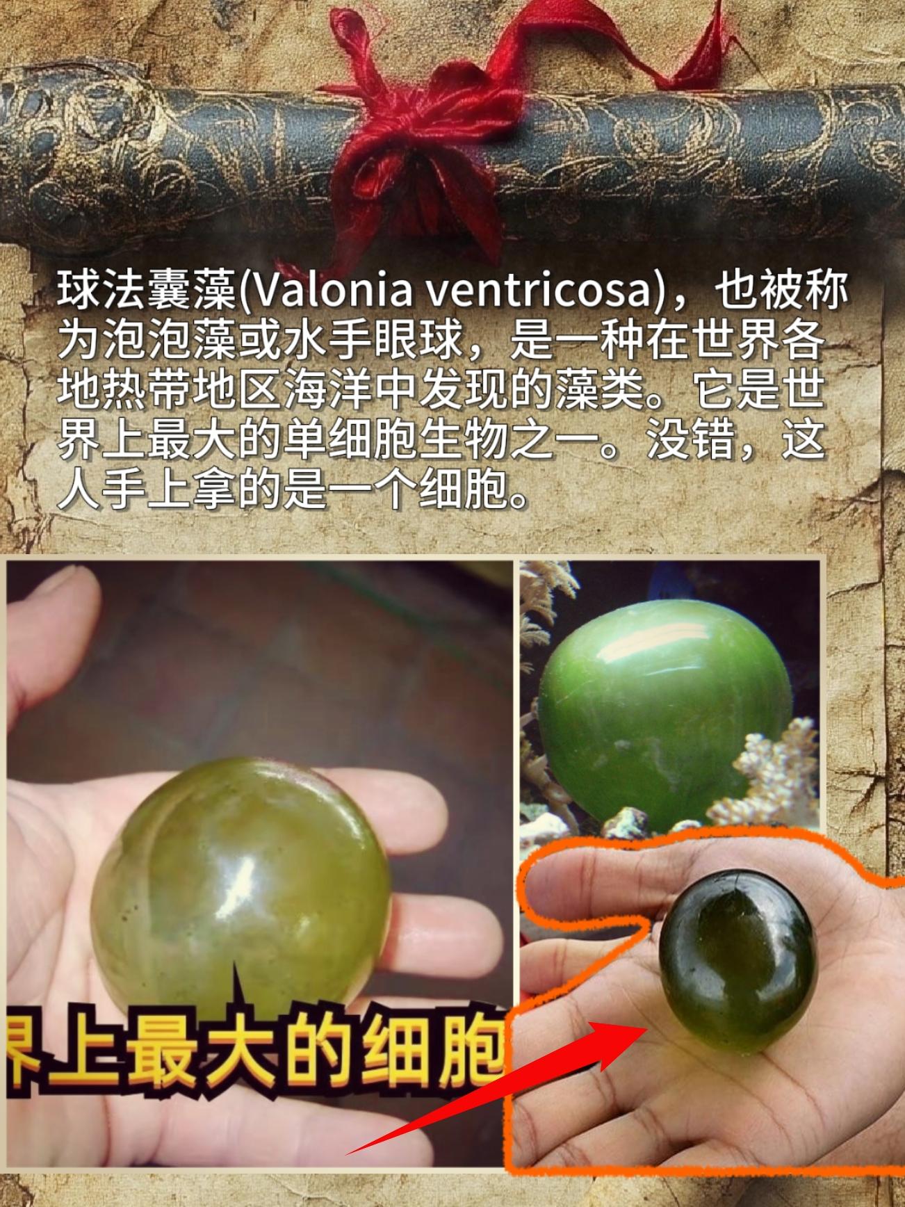 世界上最大的单细胞生物之一。没错这人手上拿的是一个细胞。