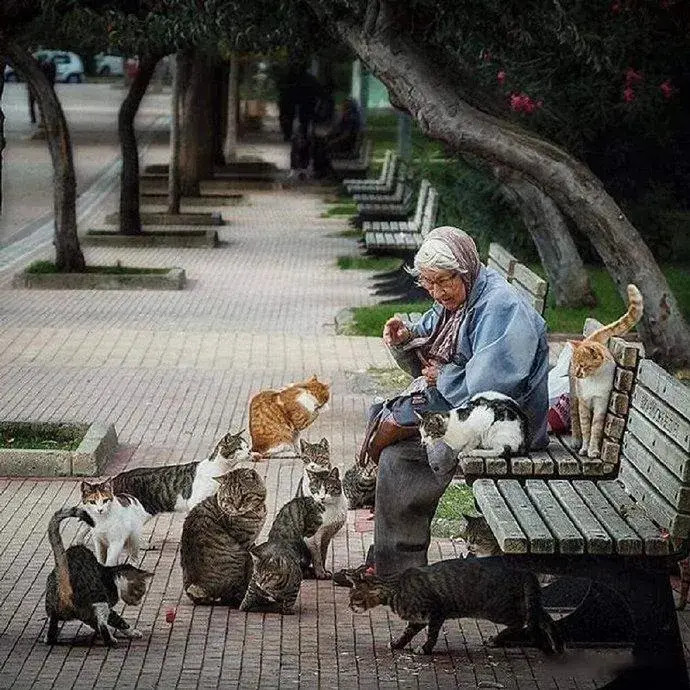国外老照片：一个耄耋的老人坐在路边长椅上喂食流浪猫，小猫们依偎在老人身边，超有爱