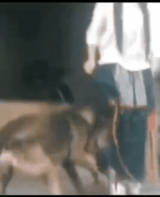 有些狗狗很有灵性有些狗狗却很坏新买的裙子差点被狗狗扯烂了