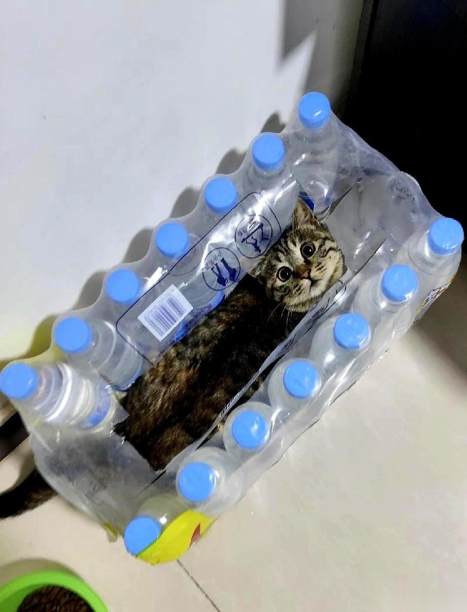 真的，就差一秒，眼泪就要掉下来了。坐在床边，整个人都是懵的。我以为我猫丢了。