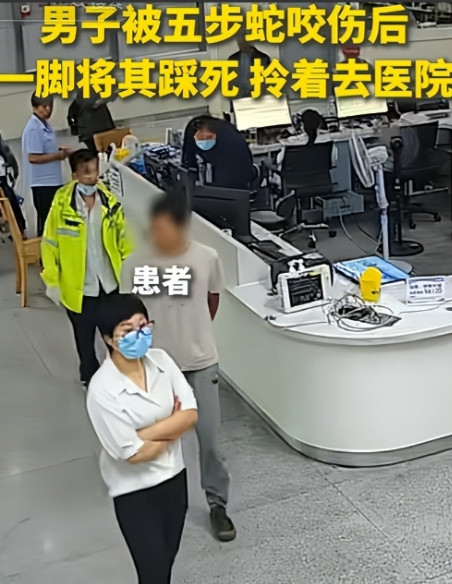 浙江一69岁男子被五步蛇咬伤后，一脚将其踩死，随后淡定的拎着蛇前往医院就医，当医