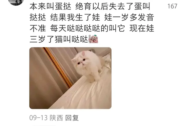 你家猫的名字能有多搞笑? 网友: 都不好意思在外人面前叫