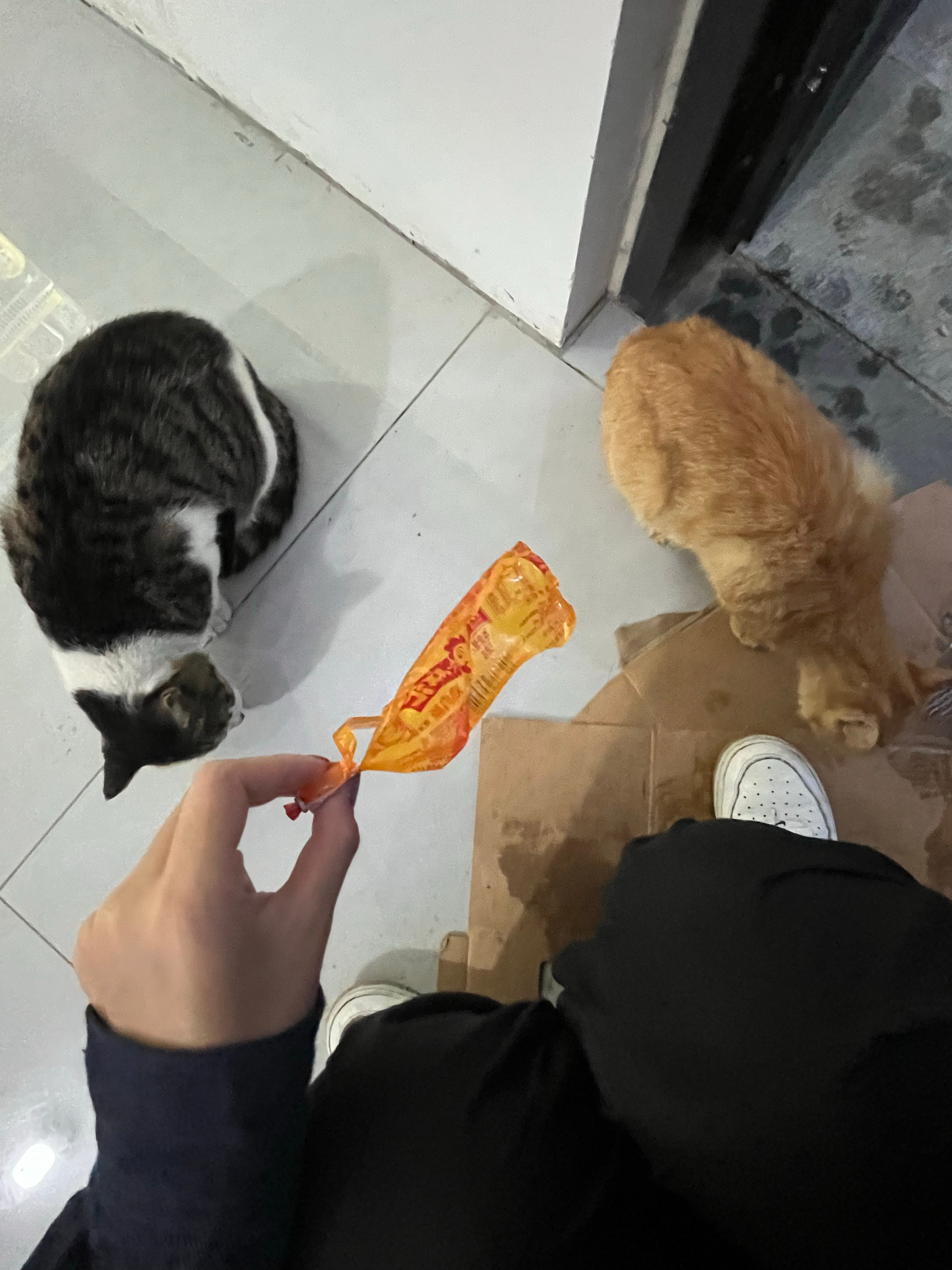 包从越南运回来了。奔着挂件配色去的小挂件全丢了越南人你们怎么办的事情？不过