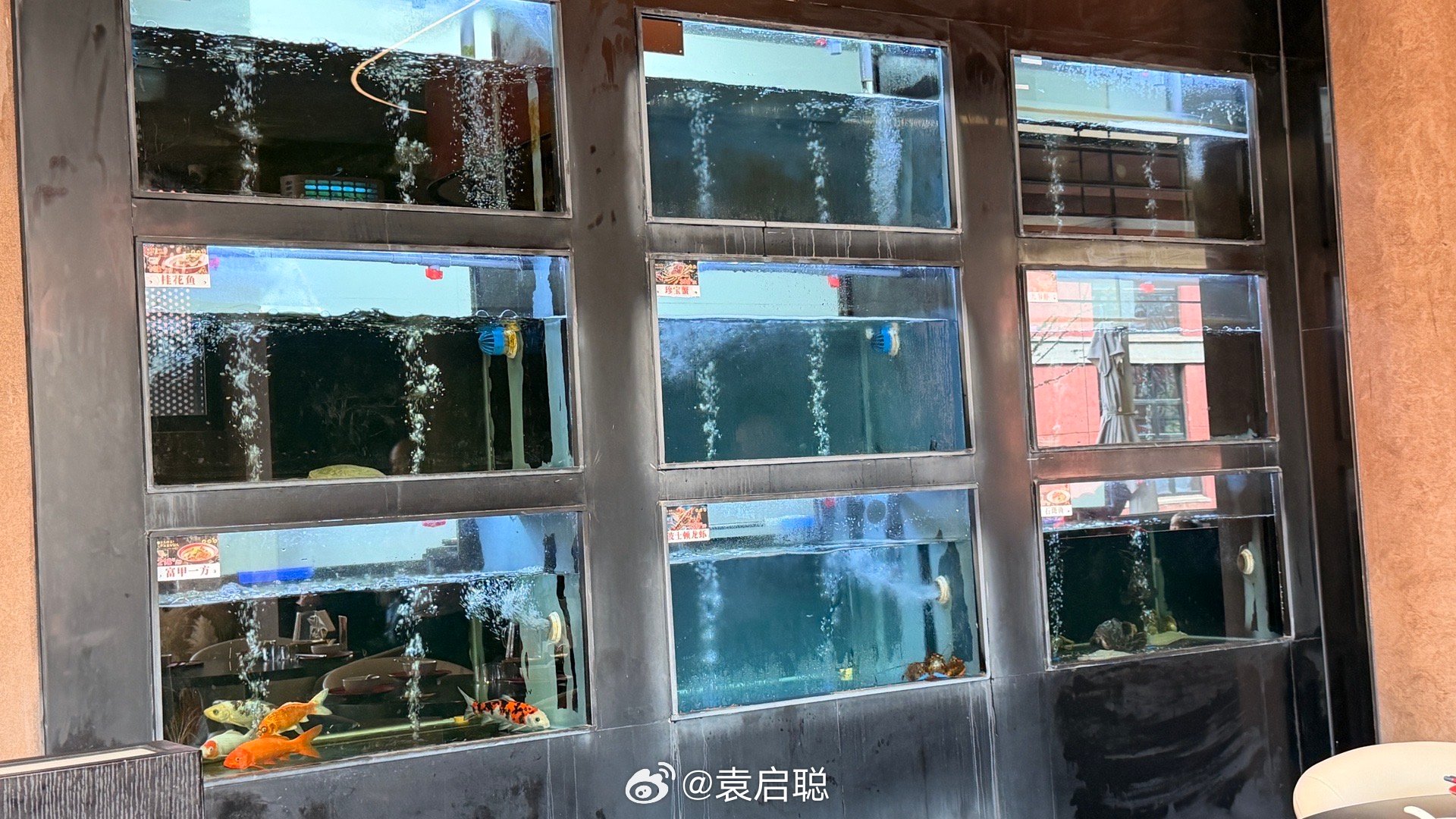 我第一次见海鲜池可以选锦鲤的[doge][doge]​​​