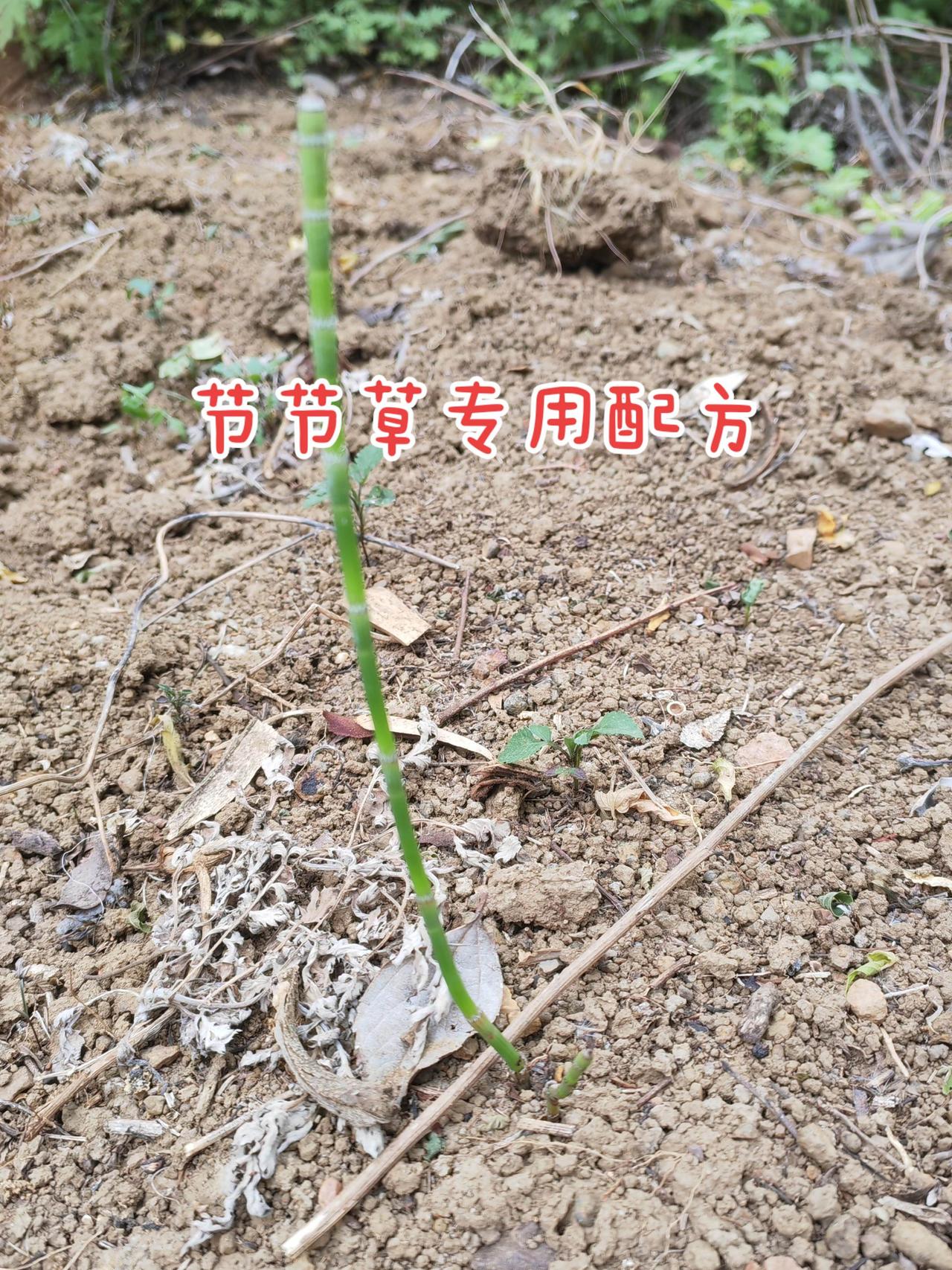 节节草农业种植除草剂节节草如何除三农种植