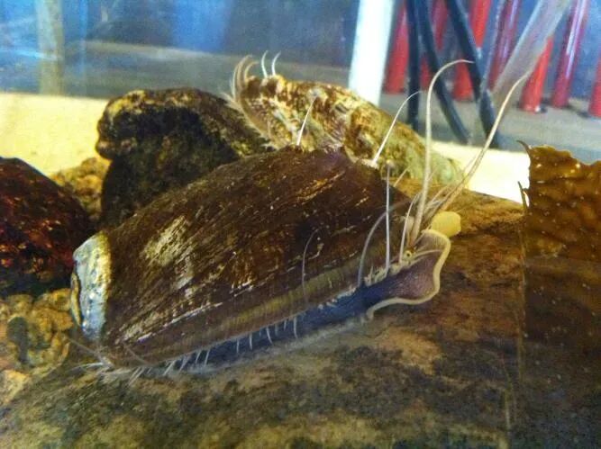 曾经的“名贵食材”卖出“白菜价”, 鲍鱼价格是怎么被 “打下来”的