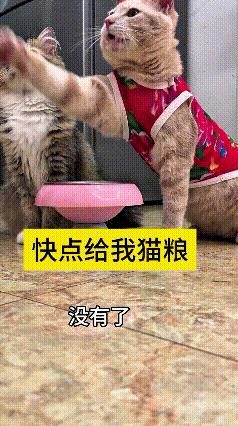 看这视频我反反复复看好几遍，真是笑的不行！猫粮吃光之后，两只小猫精得很，伸着爪子