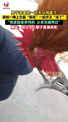 笑不活了家人们！安徽宿州这只公鸡简直成精了，凭一己之力把“装死求生”玩出了天花板