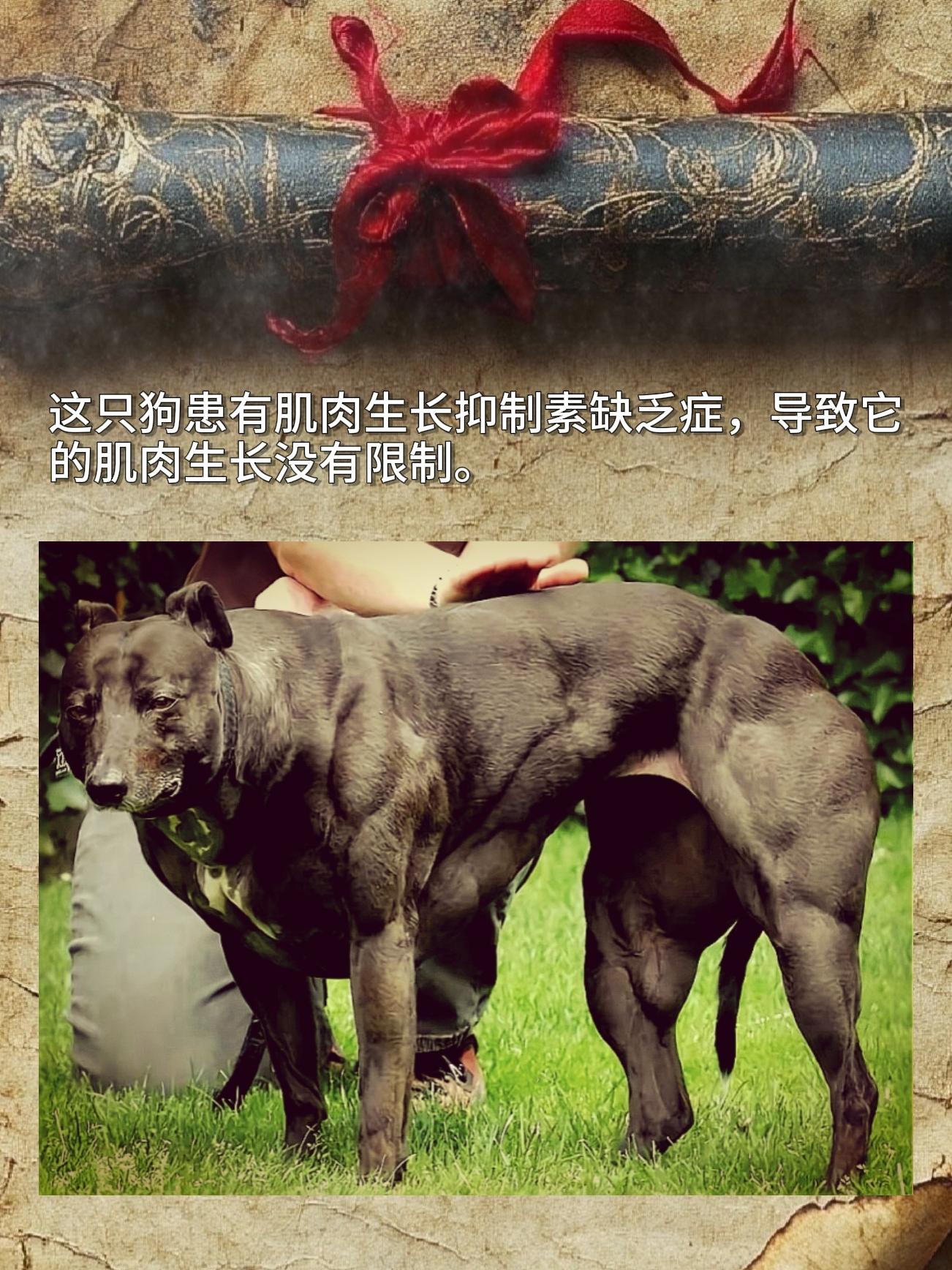 这只狗患有肌肉生长抑制素缺乏症，导致它的肌肉生长没有限制。