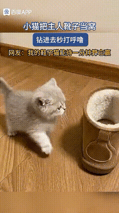 谁能想到，铲屎官几百块买的猫窝，猫咪看都不看一眼，转头就钻进了主人的旧靴子里，把